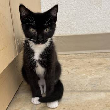 Kona -  Domestic Short Hair and Tuxedo Cat for Adoption in Winchendon, Massachusetts - Kona | PetCurious