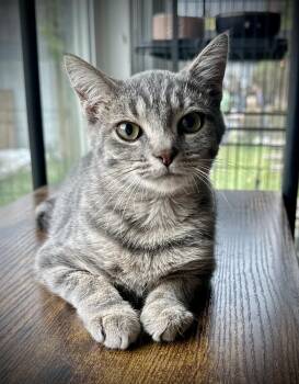 Devon -  Tabby Cat for Adoption in Buffalo, New York - Devon | PetCurious