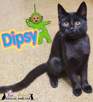 Rescue Domestic Short Hair Cats for Adoption in Ottawa Hills, Ohio - Dipsy | PetCurious