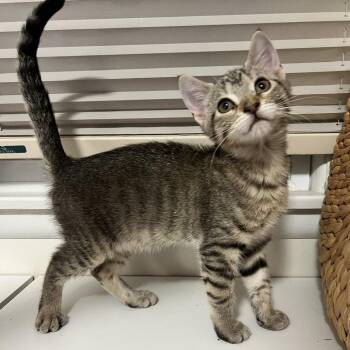 Della -  Domestic Short Hair Cat for Adoption in Rochester, Minnesota - Della | PetCurious