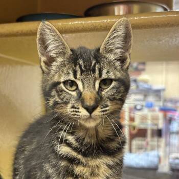 Domestic Short Hair Cats Available for Adoption in Sonora, California - Chocolate | PetCurious
