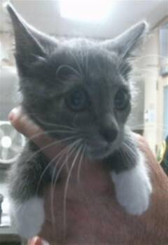 MONSIEUR -  Domestic Short Hair Cat for Adoption in Sacramento, California - MONSIEUR | PetCurious