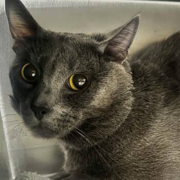 Ghost -  Domestic Short Hair Cat for Adoption in Chicago, Illinois - Ghost | PetCurious