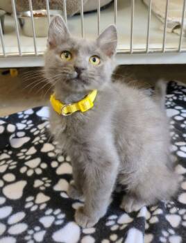 Demetri -  Domestic Medium Hair Cat for Adoption in Eureka, California - Demetri | PetCurious