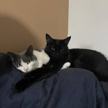 Domestic Short Hair Cats Available for Adoption - Babo | PetCurious