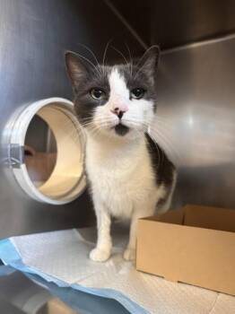 Pearl -  Domestic Short Hair Cat for Adoption in Roseville, California - Pearl | PetCurious