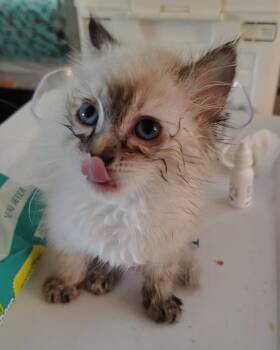 Gordo -  Ragdoll Cat for Adoption in New Braunfels, Texas - Gordo | PetCurious