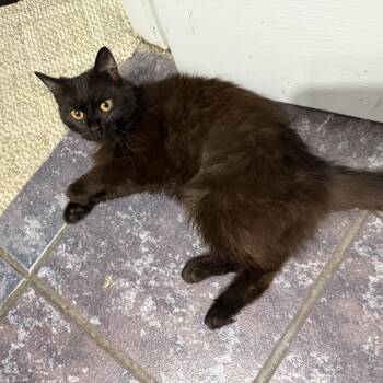 Tahiti -  Domestic Long Hair Cat for Adoption in Mastic, New York - Tahiti | PetCurious