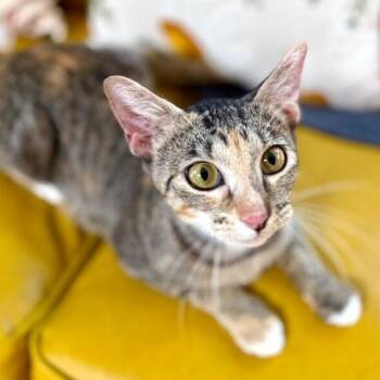Watermelon Sugar -  Torbie and Domestic Short Hair Cat for Adoption in Friendswood, Texas - Watermelon Sugar | PetCurious