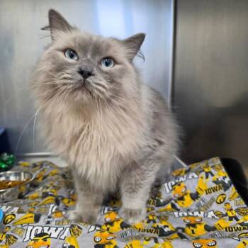 Merlin -  Domestic Short Hair Cat for Adoption in Marshalltown, Iowa - Merlin | PetCurious
