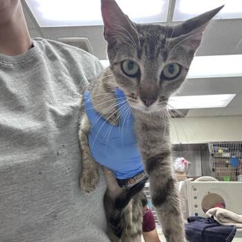 Cove 26-06-024 -  Domestic Short Hair Cat for Adoption in Bastrop, Texas - Cove 26-06-024 | PetCurious