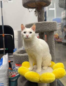 Rivers -  Turkish Angora Cat Available for Adoption in Franklin Township, New Jersey - Rivers | PetCurious