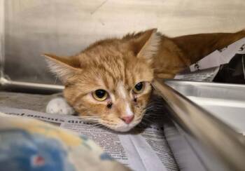 Domestic Short Hair Cats Available for Adoption - SUNNY | PetCurious