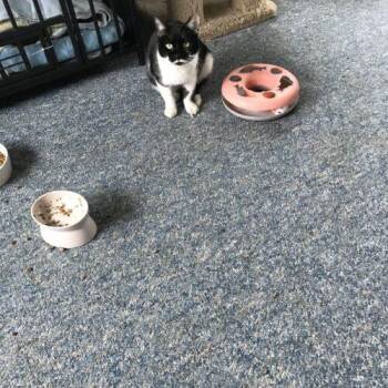 Domestic Short Hair Cats Available for Adoption - Allie | PetCurious