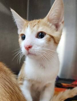 Crunch -  Domestic Short Hair Cat for Adoption in Elyria, Ohio - Crunch | PetCurious