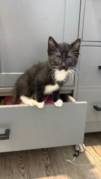Dale (Available 11/13) -  Domestic Short Hair Cat for Adoption in Williamsburg, Iowa - Dale (Available 11/13) | PetCurious