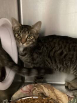 Rescue Domestic Short Hair Cats for Adoption in Athens, Tennessee - Trigger | PetCurious