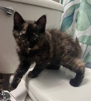 Ziggy -  Domestic Short Hair Cat for Adoption in Darien, Georgia - Ziggy | PetCurious