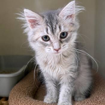 Sable -  American Shorthair and Maine Coon Cat for Adoption in Blue Earth, Minnesota - Sable | PetCurious