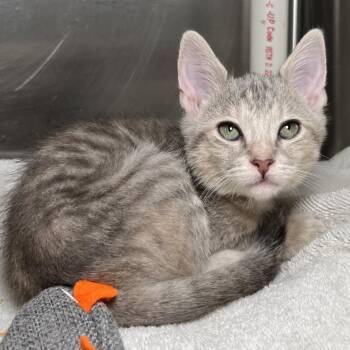 Dove -  Domestic Short Hair Cat for Adoption in Palm Springs, California - Dove | PetCurious