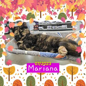 Rescue Domestic Short Hair Cats for Adoption in Enid, Oklahoma - Mariana | PetCurious