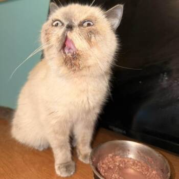Pancake Benson -  Persian Cat for Adoption in Eagle Mountain, Utah - Pancake Benson | PetCurious