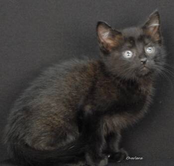 Boombox -  Domestic Short Hair Cat for Adoption in Newland, North Carolina - Boombox | PetCurious