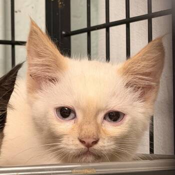 Samuel -  Domestic Short Hair Cat for Adoption in Columbus, North Carolina - Samuel | PetCurious