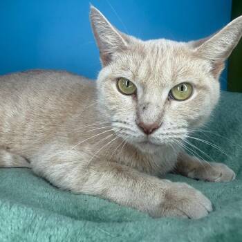 Domestic Short Hair Cats Available for Adoption - Golden Flower | PetCurious