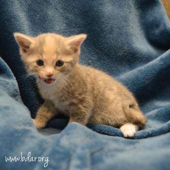 Galley -  Domestic Short Hair Cat Available for Adoption in Cheyenne, Wyoming - Galley | PetCurious