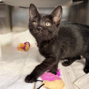 Squeaky -  Domestic Short Hair Cat for Adoption in Palm Springs, California - Squeaky | PetCurious