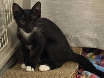 Jawwsh Clench -  Domestic Short Hair and Tuxedo Cat for Adoption in Chandler, Arizona - Jawwsh Clench | PetCurious