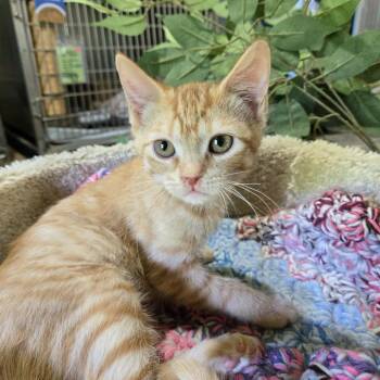 Delilah -  Domestic Short Hair Cat for Adoption in Park Falls, Wisconsin - Delilah | PetCurious