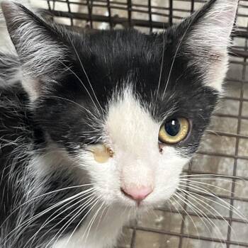 Mullet -  Domestic Short Hair Cat for Adoption in Yuma, Arizona - Mullet | PetCurious