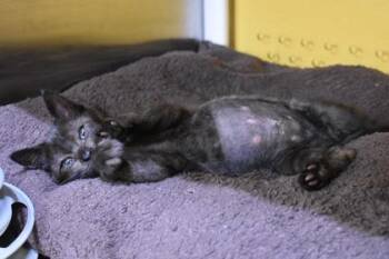 Wyvern -  Domestic Short Hair Cat for Adoption in Kansas City, Missouri - Wyvern | PetCurious