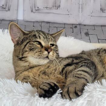 Rescue Tabby and Domestic Short Hair Cats for Adoption in Greensburg, Pennsylvania - Wonder Woman | PetCurious