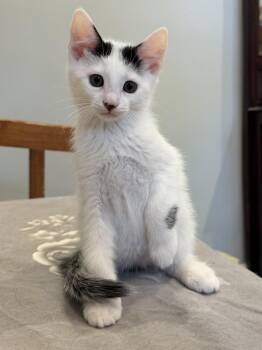 Pez Exotic Flavors: Lychee -  Domestic Short Hair Cat for Adoption - Pez Exotic Flavors: Lychee | PetCurious