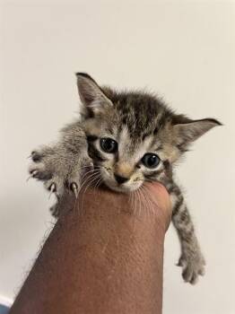 Domestic Short Hair Cats Available for Adoption in Doral, Florida - DANNY | PetCurious