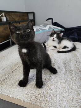 Domestic Short Hair Cats Available for Adoption in Walled Lake, Michigan - Enrique | PetCurious