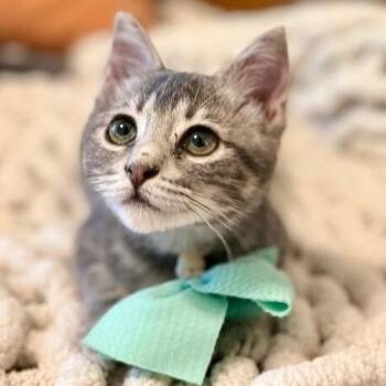 Kip Cozy Heart -  Tabby and Domestic Short Hair Cat for Adoption in Friendswood, Texas - Kip Cozy Heart | PetCurious