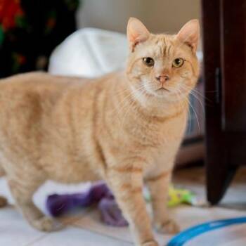 Mario -  Domestic Short Hair Cat for Adoption in Philadelphia, Pennsylvania - Mario | PetCurious