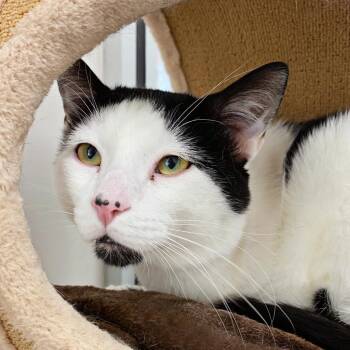 Domestic Short Hair Cats Available for Adoption in Murray, Utah - Papi | PetCurious