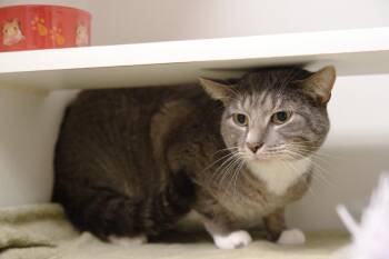 Smokey Jr -  Domestic Short Hair Cat for Adoption in Bellingham, Washington - Smokey Jr | PetCurious