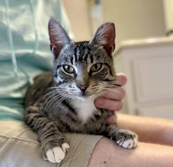 Domestic Short Hair and Tabby Cats Available for Adoption - Bam Bam | PetCurious