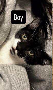 Rescue Domestic Short Hair Cats for Adoption in Syosset, New York - Camden | PetCurious