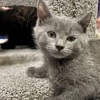Swiss -  Domestic Medium Hair Cat for Adoption in Fishers, Indiana - Swiss | PetCurious
