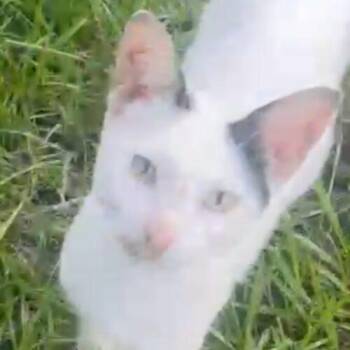 Aiden -  Domestic Short Hair Cat for Adoption in Tampa, Florida - Aiden | PetCurious