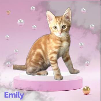 EMILY -  Domestic Short Hair Cat for Adoption in Visalia, California - EMILY | PetCurious