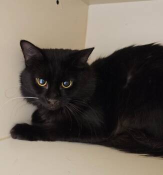 Working Cat:  Charmer -  Domestic Long Hair Cat for Adoption in Bloomington, Indiana - Working Cat:  Charmer | PetCurious