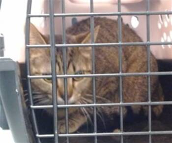 Domestic Short Hair Cats Available for Adoption in Oklahoma City, Oklahoma - A474959 | PetCurious